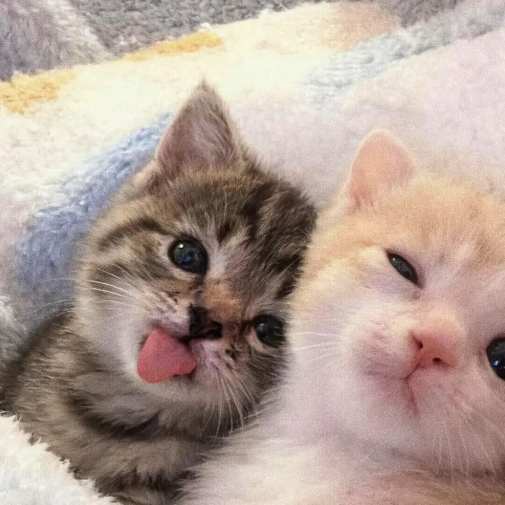 Аватар nekoty